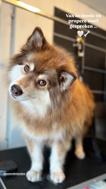 Hond wassen en verzorgen in Ranst