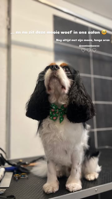 Hond wassen en verzorgen in Ranst