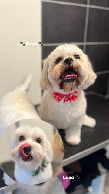 Hond wassen en verzorgen in Ranst