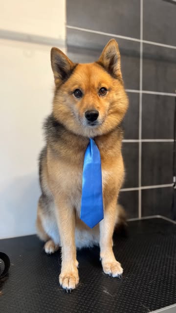 Hond wassen en verzorgen in Ranst