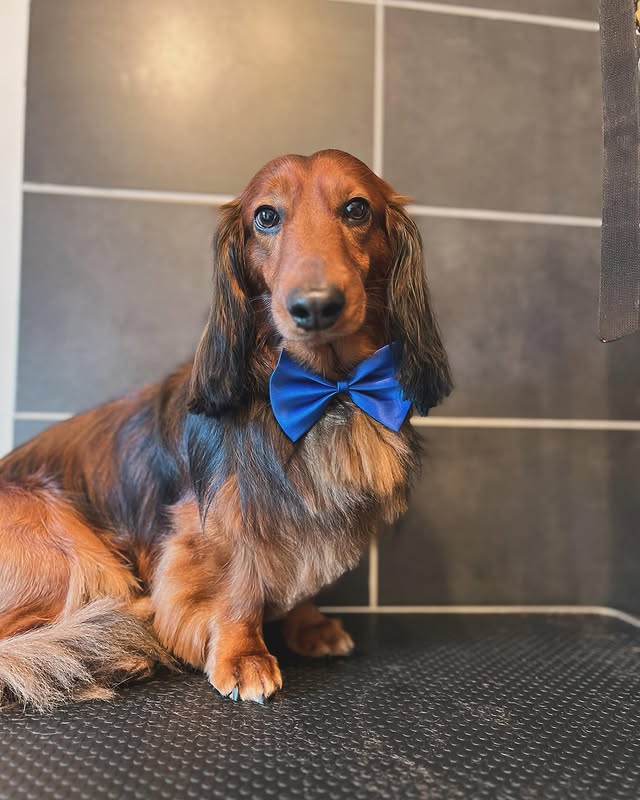 Hond wassen en verzorgen in Ranst