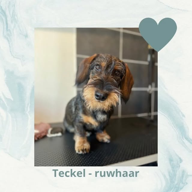 Hond wassen en verzorgen in Ranst