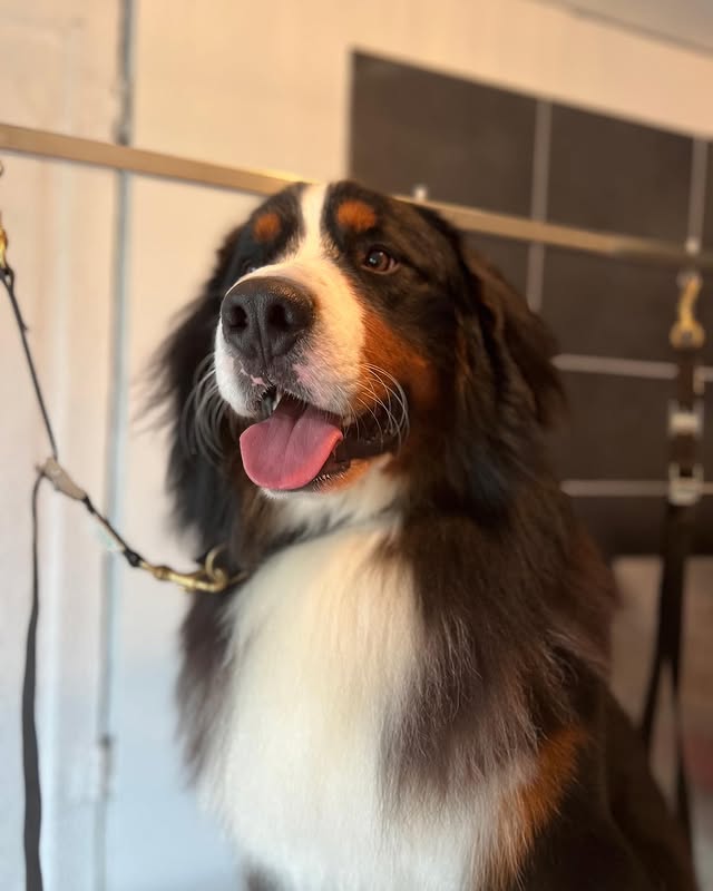 Hond wassen en verzorgen in Ranst