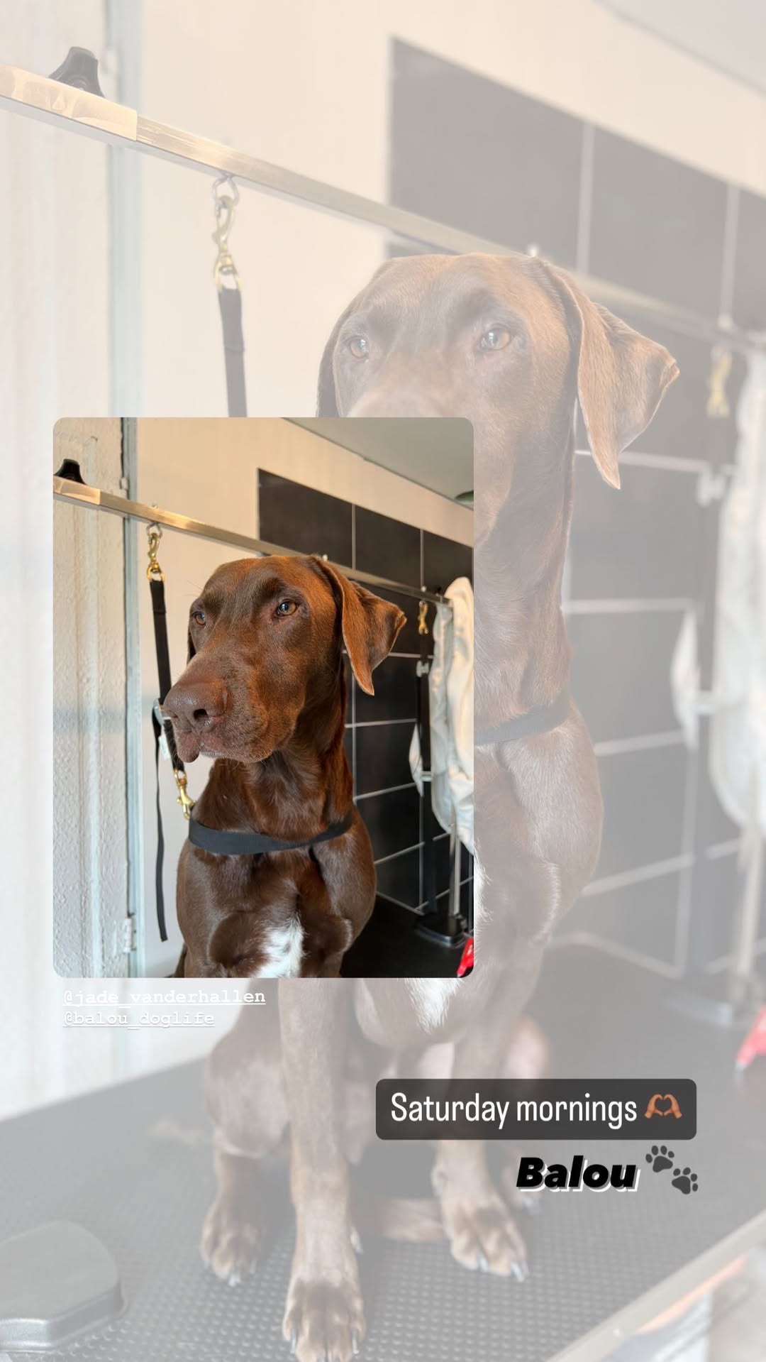 Professionele hondentrim bij Trimsalon De Propere Woef