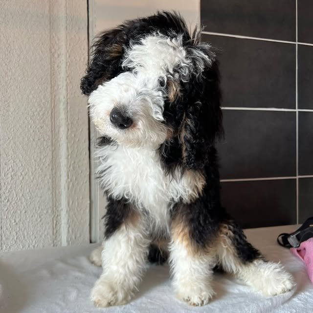 Hond wassen en verzorgen in Ranst