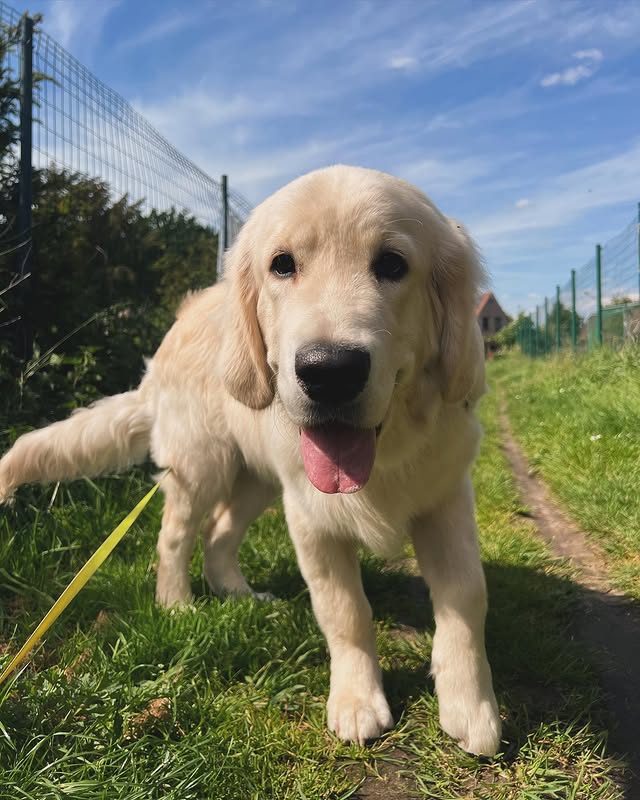 Hond wassen en verzorgen in Ranst