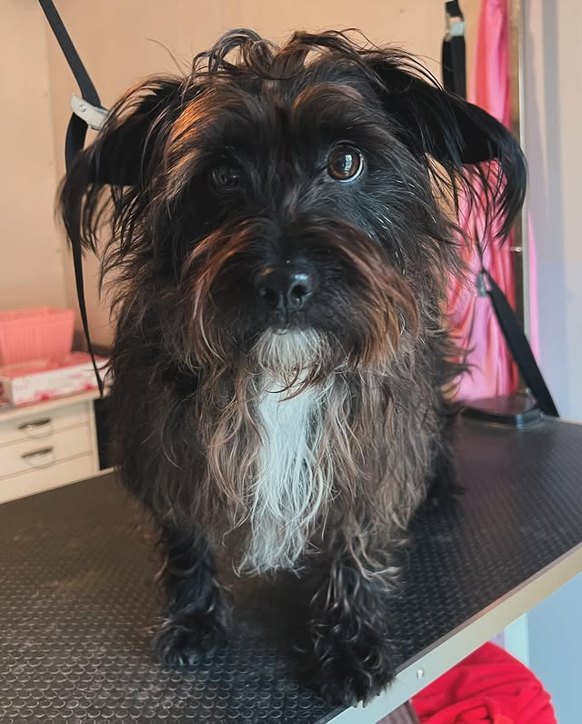 Hond wassen en verzorgen in Ranst