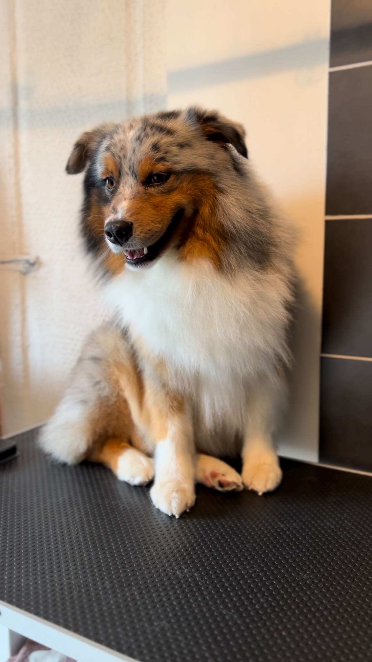 Hond wassen en verzorgen in Ranst