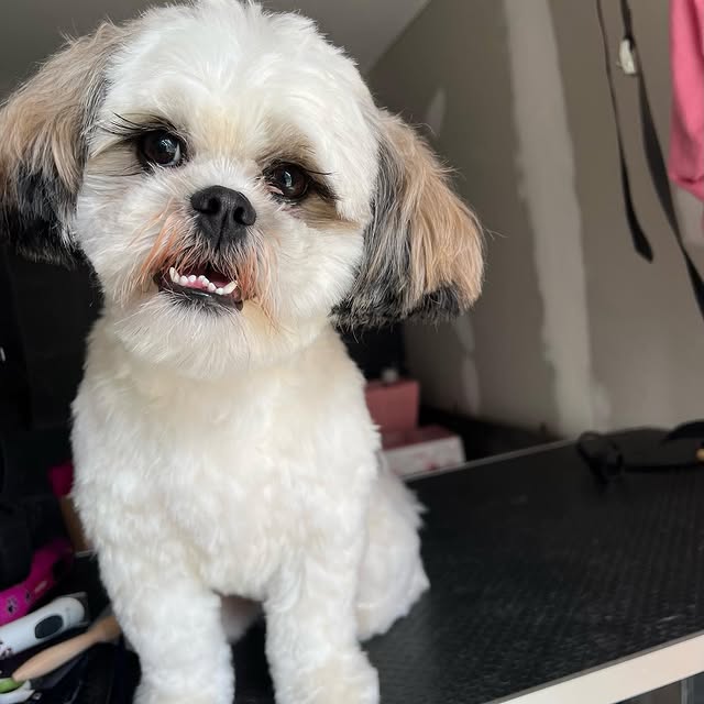 Hond wassen en verzorgen in Ranst