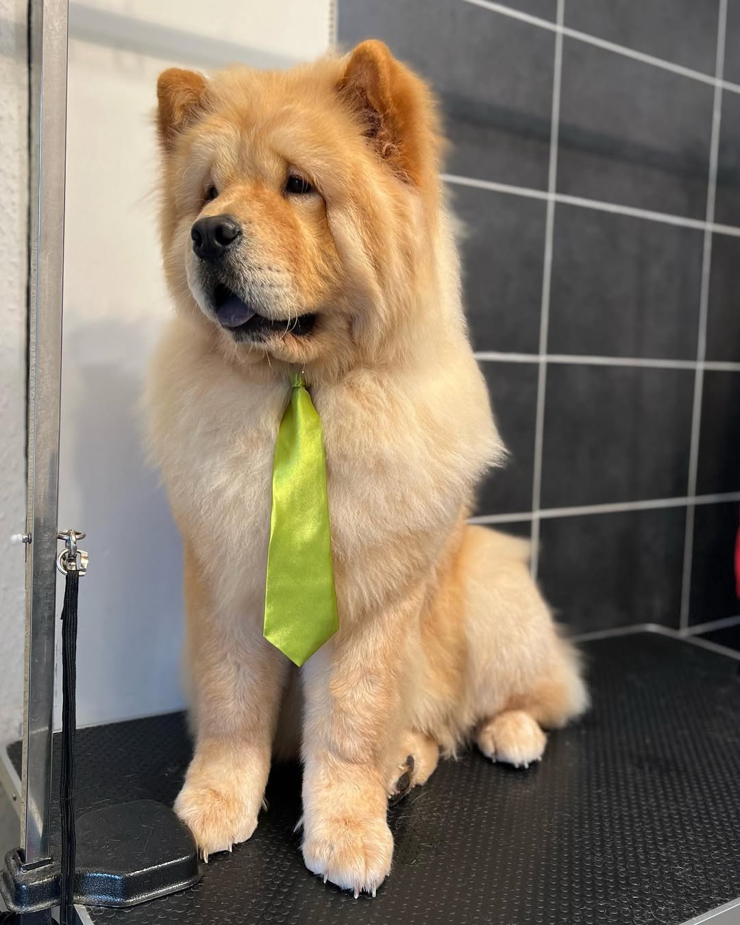 Hond wassen en verzorgen in Ranst