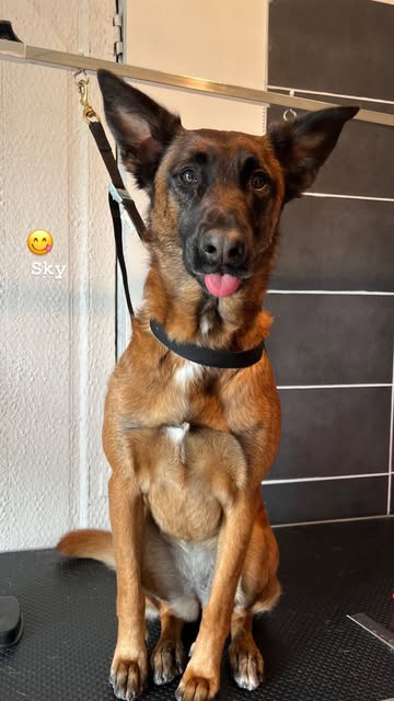 Hond wassen en verzorgen in Ranst